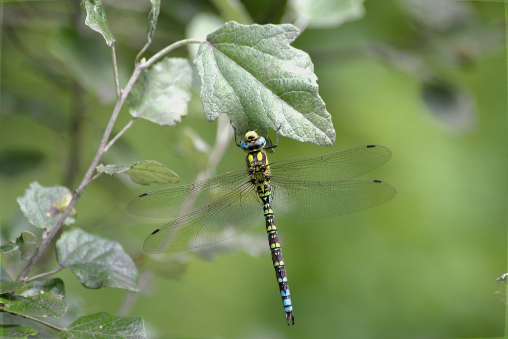 Коромысло синее (Aeshna cyanea)