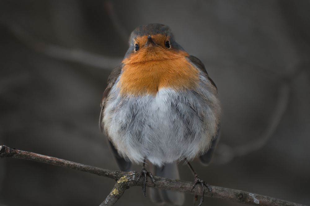 Photograph by Дудников Александр