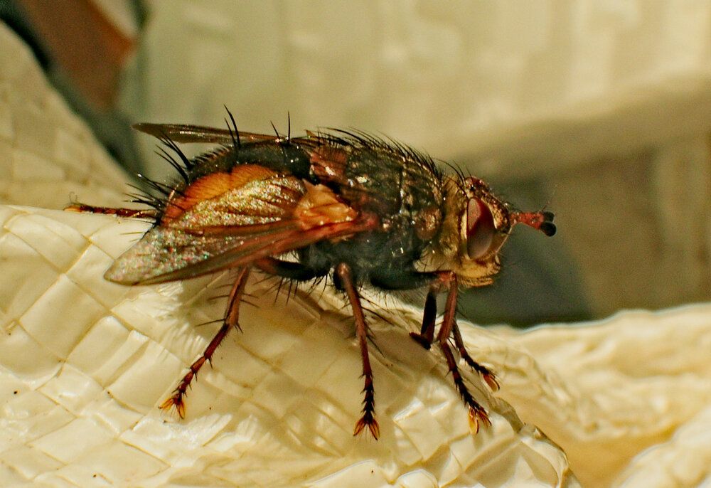 Ежемуха свирепая (Tachina fera)