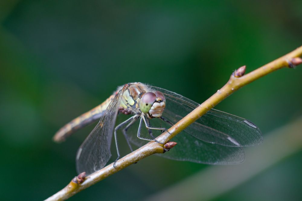 Фотография автора Александр Булавко