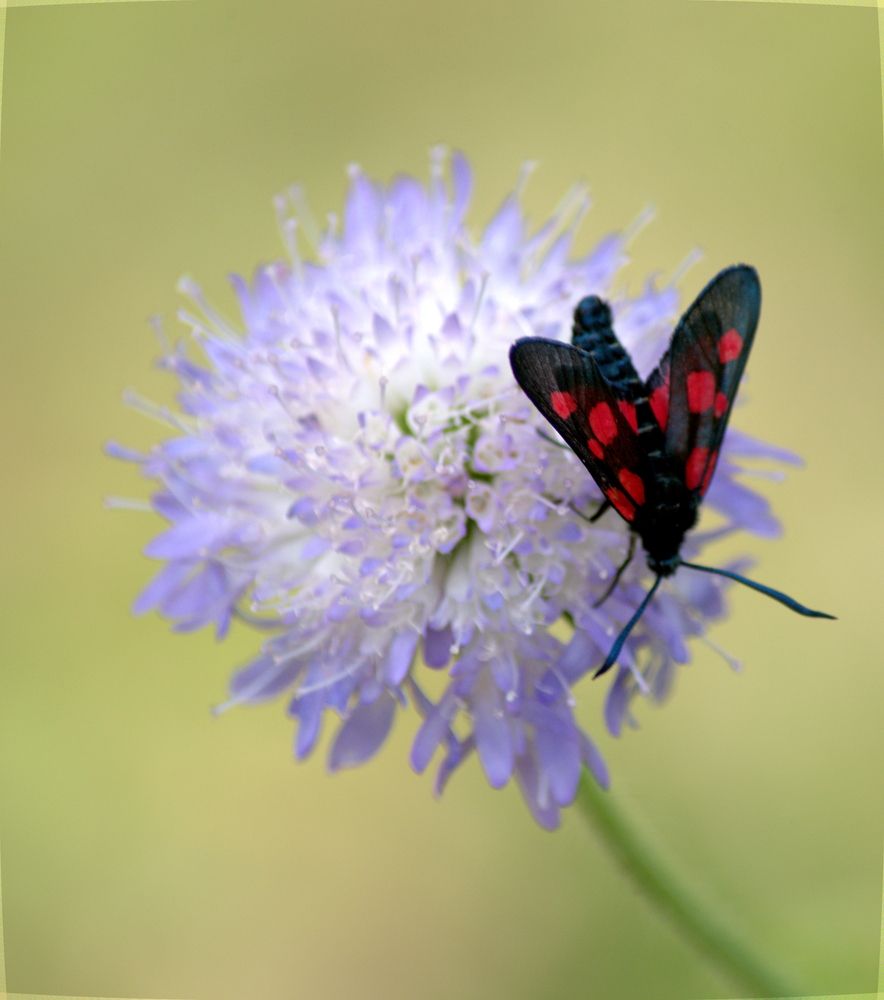 Пестрянка таволговая (Zygaena filipendulae)