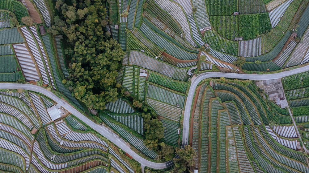 The Road Through the Gardens