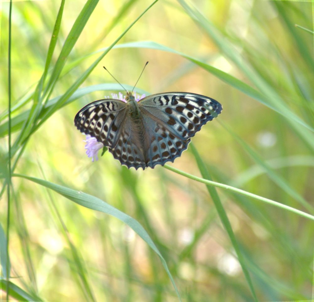 Перламутровка лесная (Argynnis paphia).