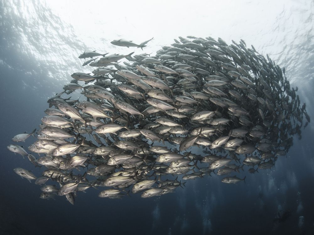 Photograph by Asahina Akira