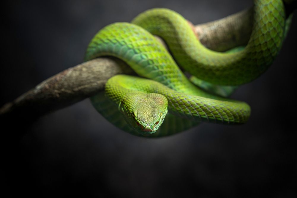 Photograph by Hoang Viet Nguyen