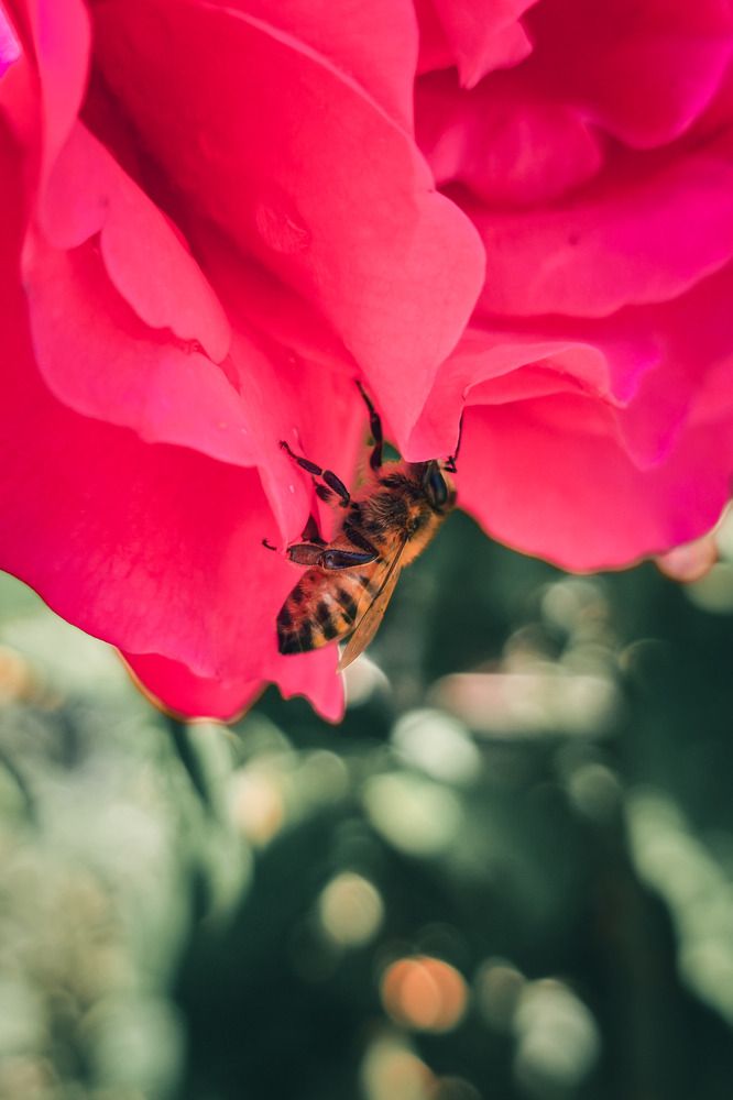 Photograph by Fernando Gabriel Castro Ortiz