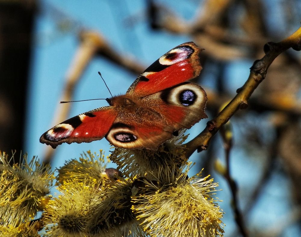 Фотография автора Андрей Шестаков