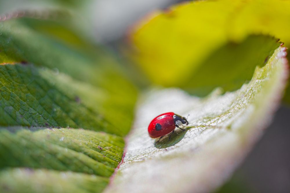 Фотография автора Александр Булавко