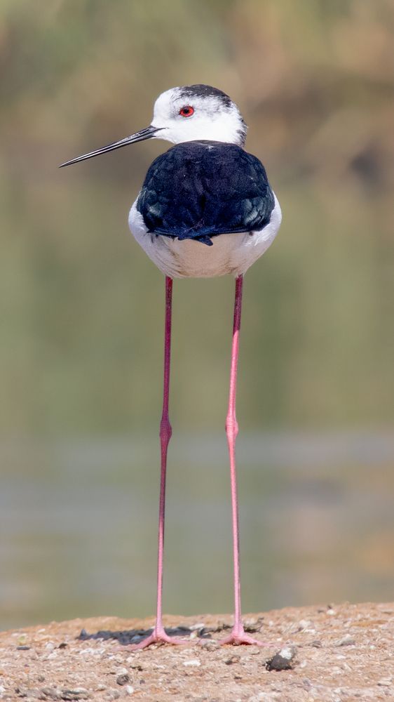 Photograph by Mohamed Badran