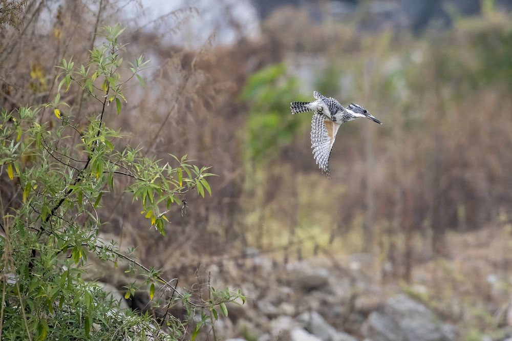 Photograph by Pompi Bera