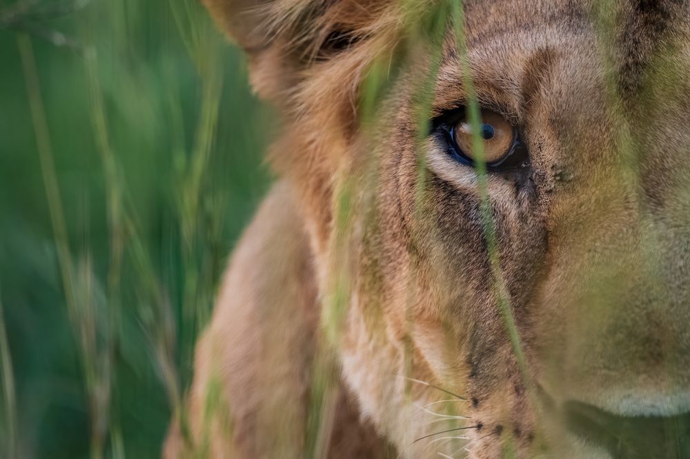 Photograph by Gatis Vilbrants