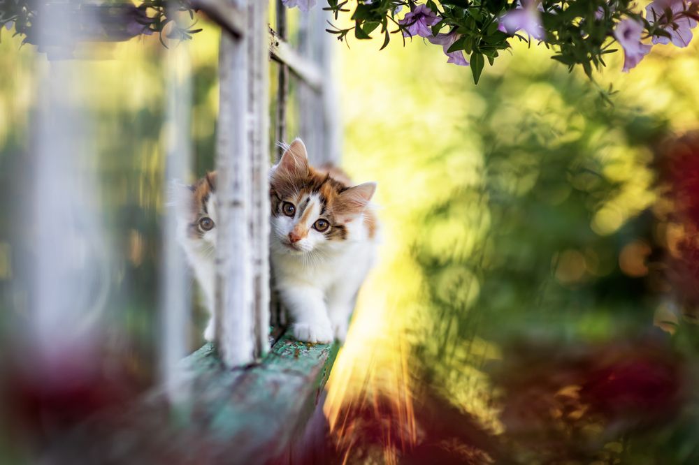 Прогулка по карнизу