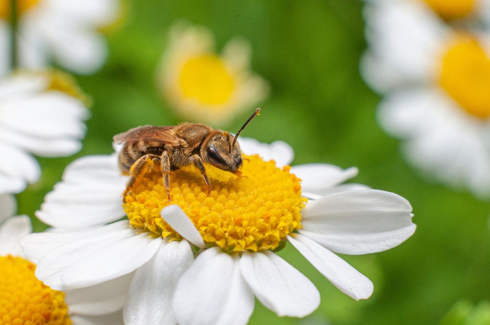 Фотография автора Renat Mansurov