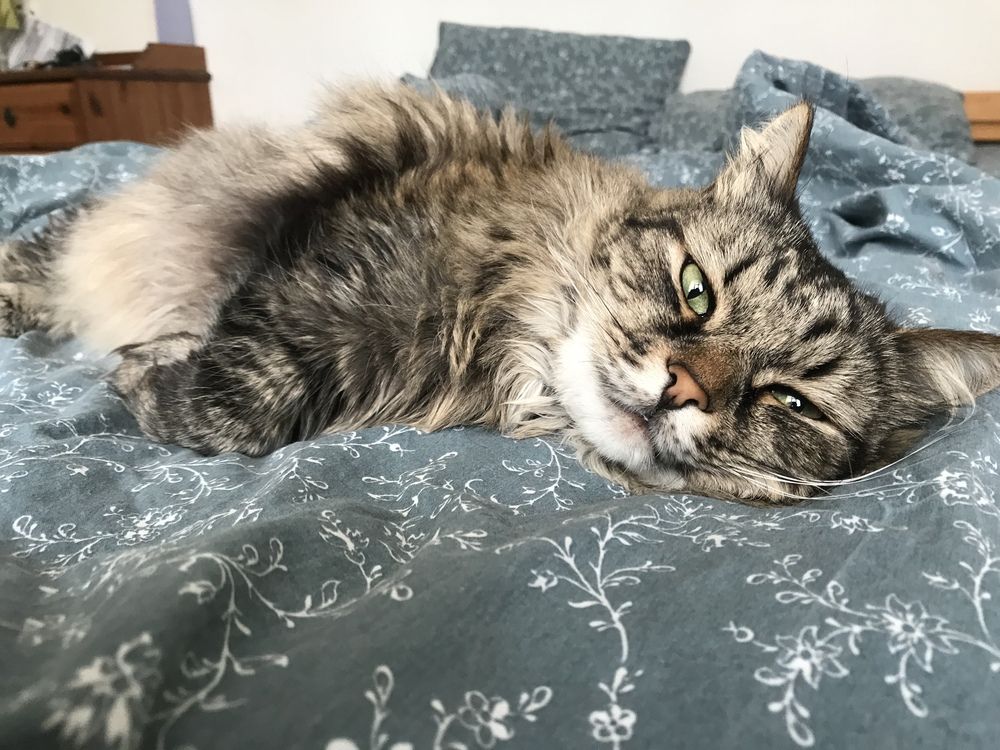 Зачем меня беспокоишь? Что нужно?!…