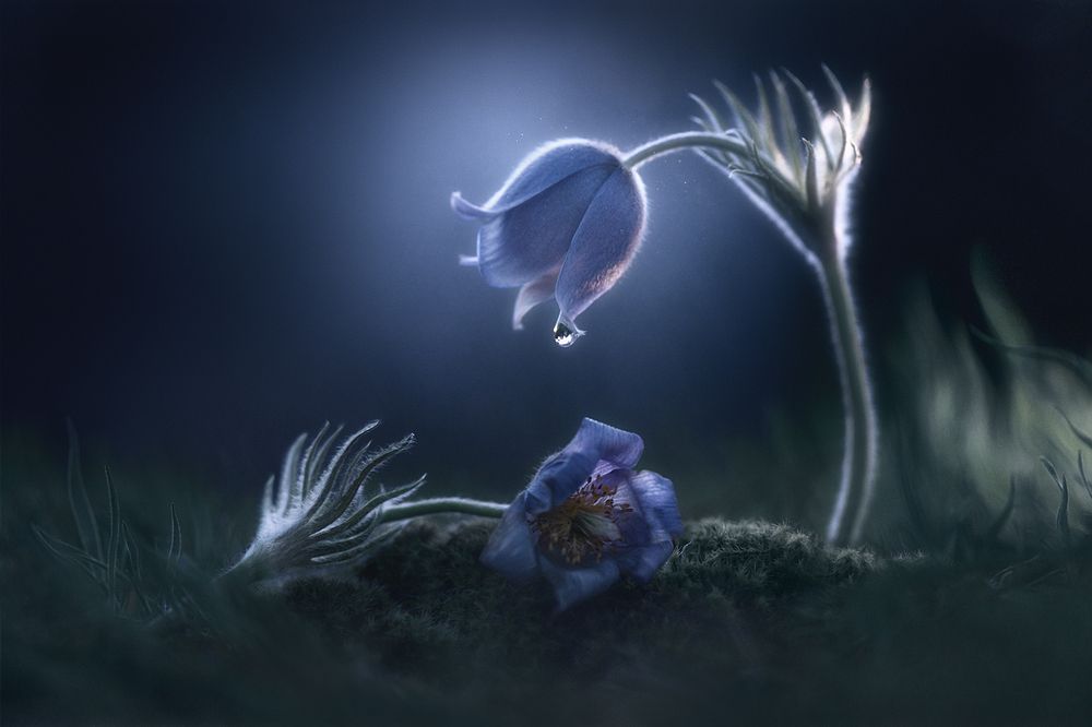 Photograph by Чорный Александр