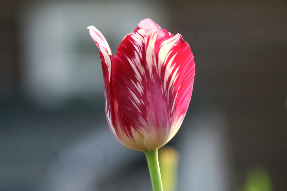 Photograph by Елена Наленч