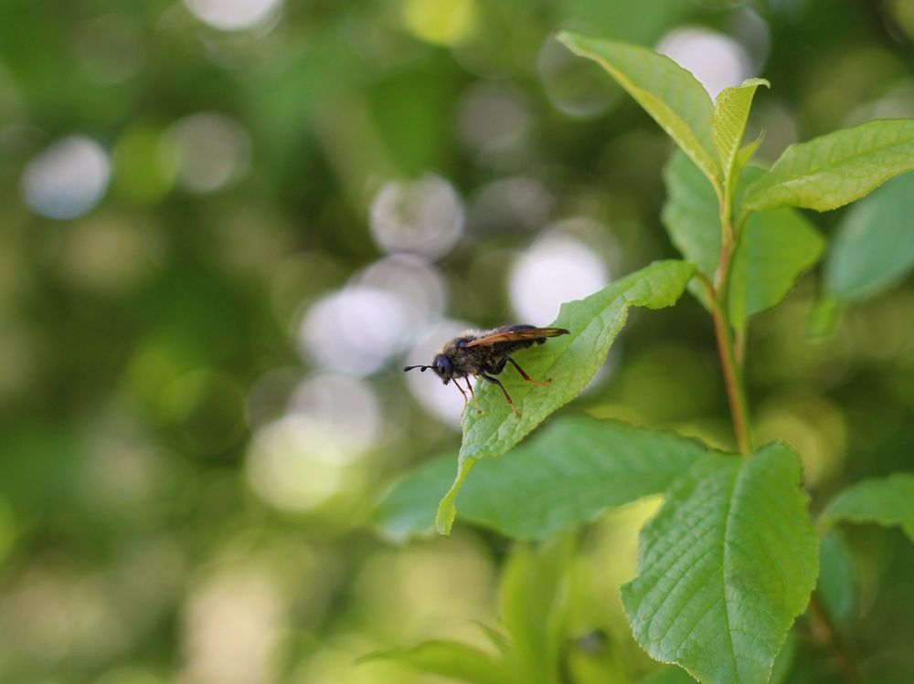 Фотография автора Андрей Шестаков
