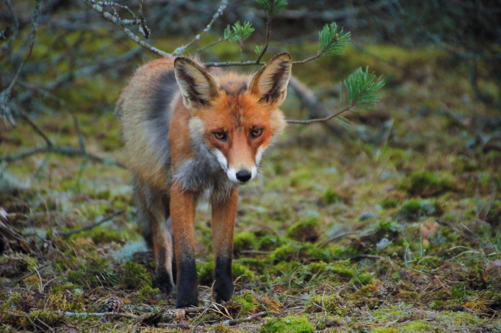 Photograph by Владимир Петрукович