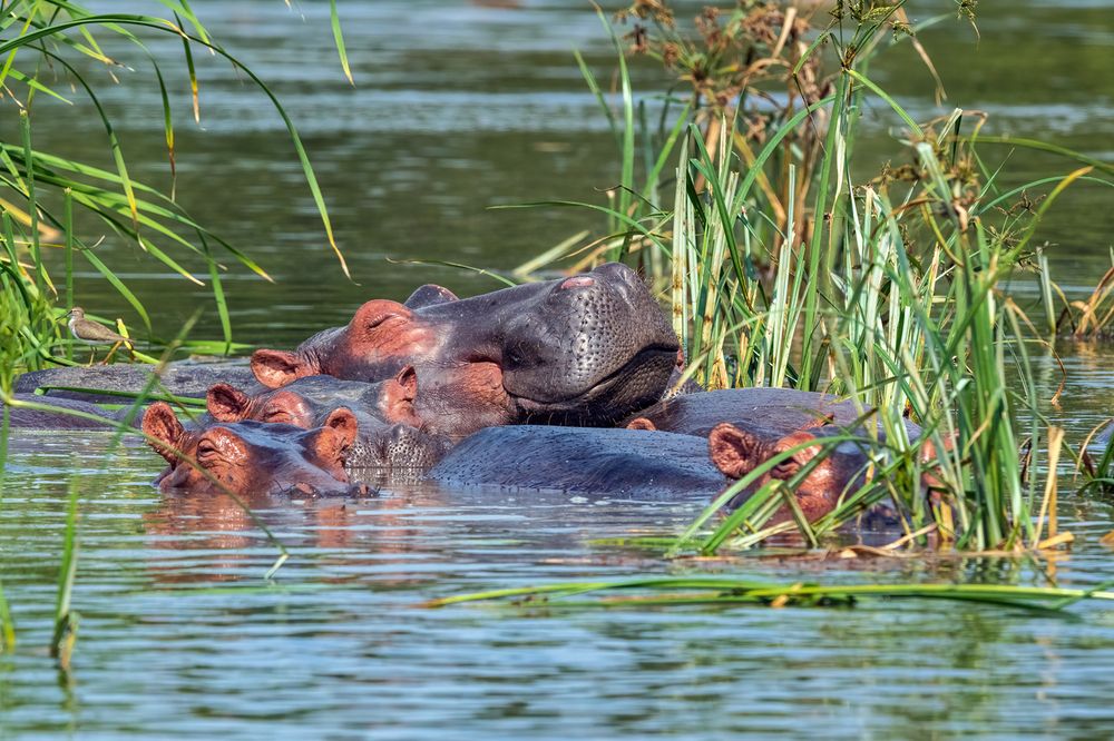 Photograph by Gatis Vilbrants