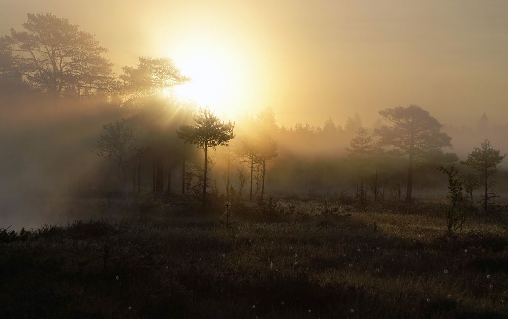 Photograph by Лена Максимкина