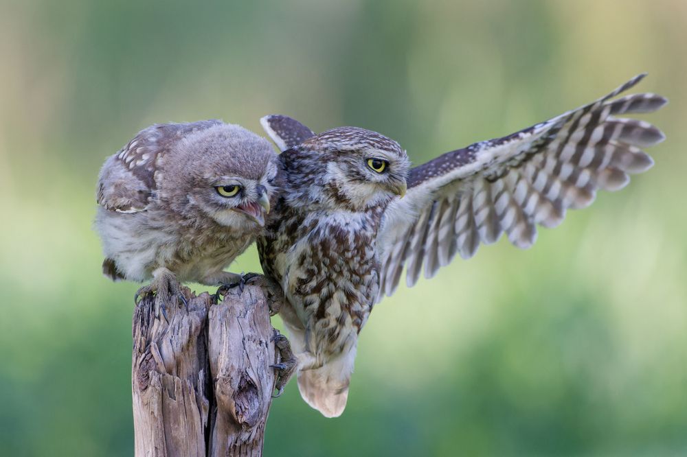 Photograph by Silvia Koopmans