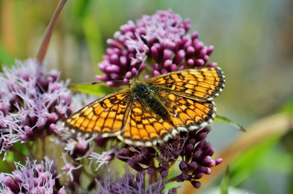 Photograph by Margareth Tikhonova