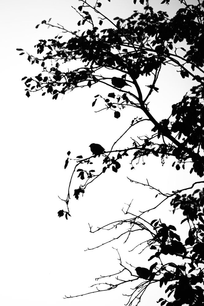 Photograph by Анисимова Ольга Леонидовна