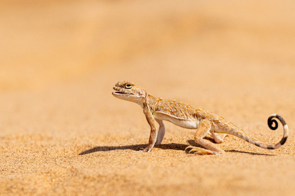 Фотография автора Яков Осканов