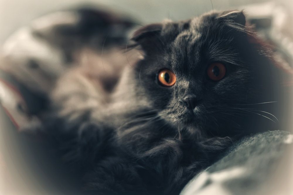 Photograph by Olga Nevedrova