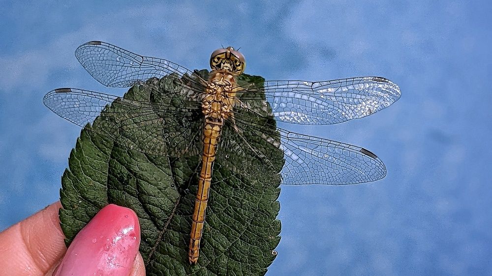 Photograph by Ирина Багдасарова