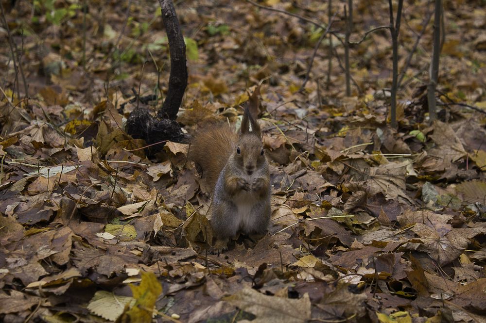 Photograph by Ирина Савостикова