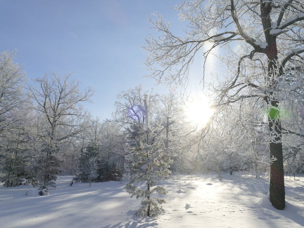 В солнечных лучах зимний лес купается. Утро.
