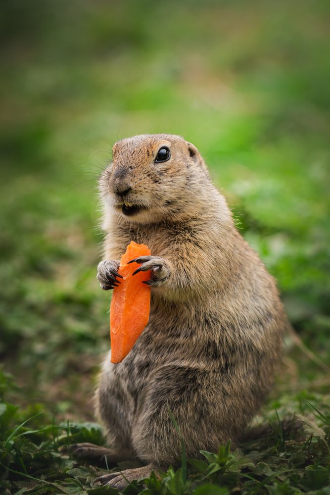 Обед суслика