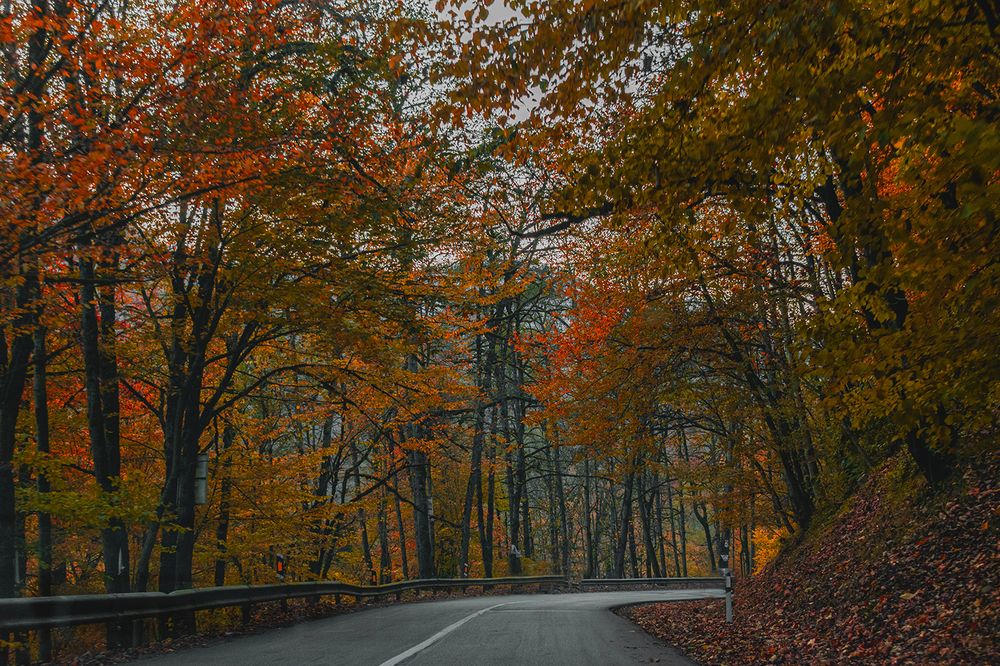 Just A Turn In Dazzling Autumn Forest.
