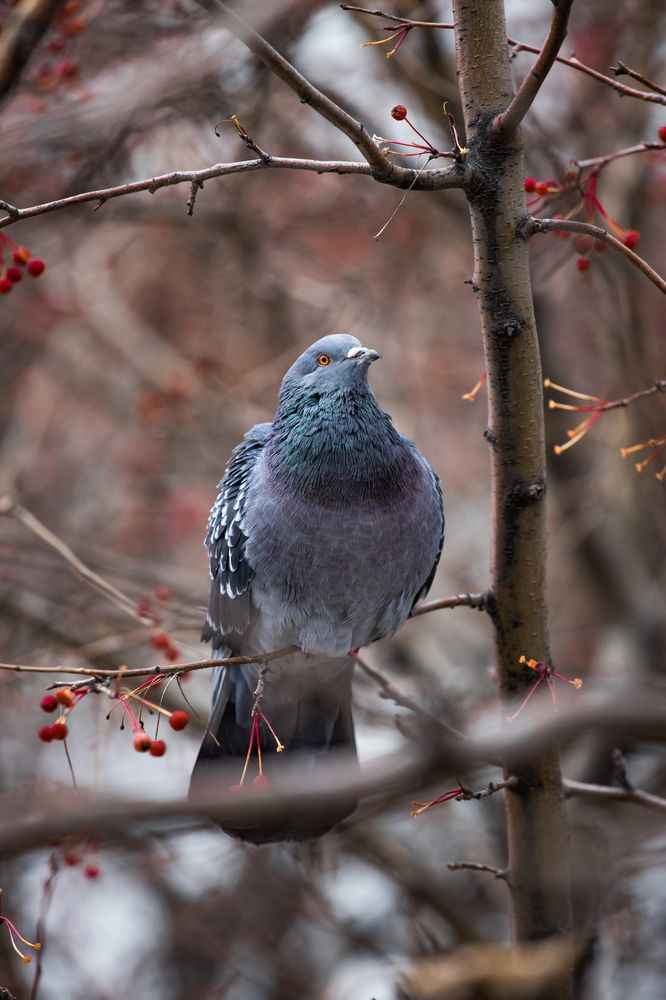 Фотография автора Александр Булавко