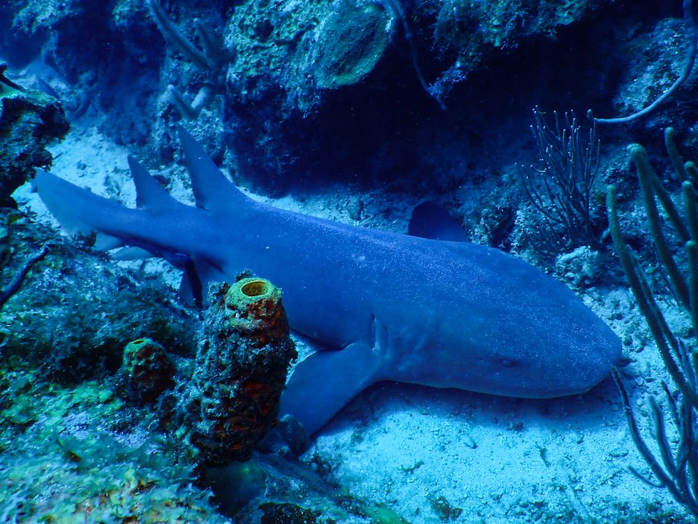 Photograph by Andy O Nales Flores