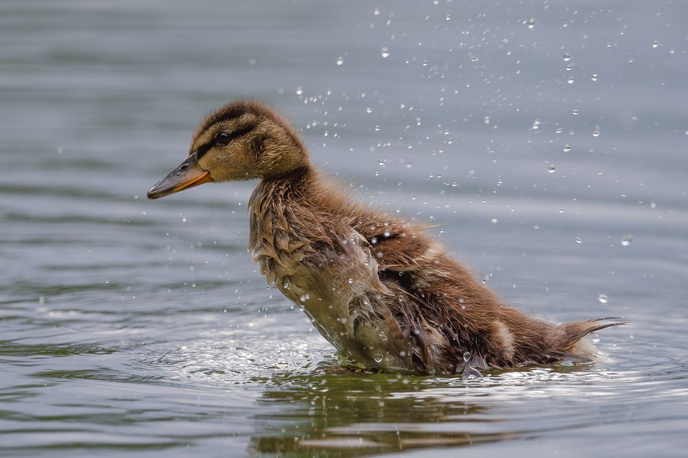 Прогулки по воде