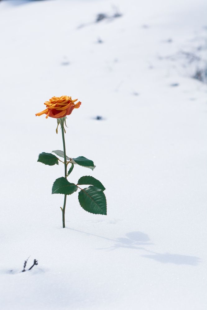 Фотография автора Михаил Мазлоев