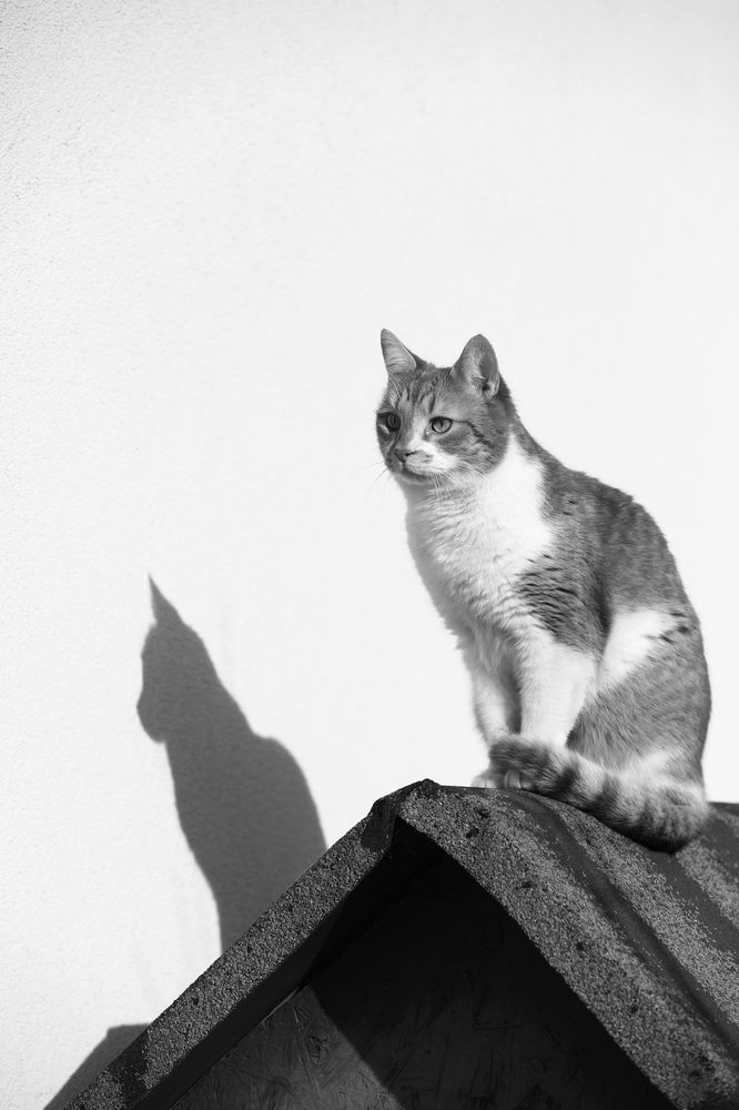 His Majesty