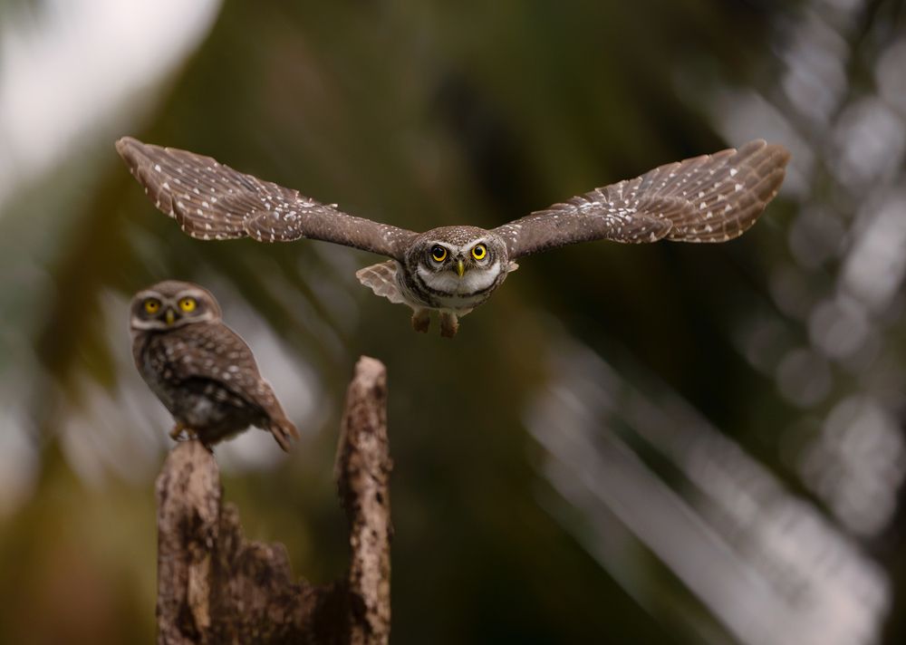 Фотография автора Suneer Mohamed