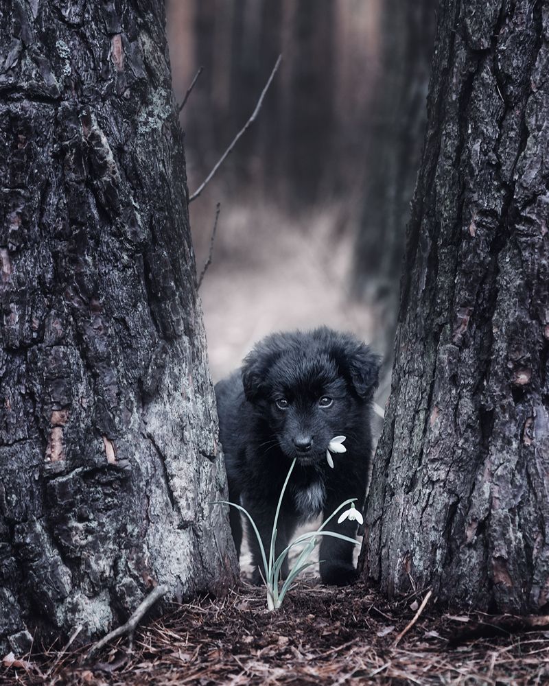 Photograph by Чорный Александр