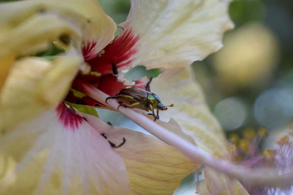 Photograph by DEBRAJ PURKAYASTHA