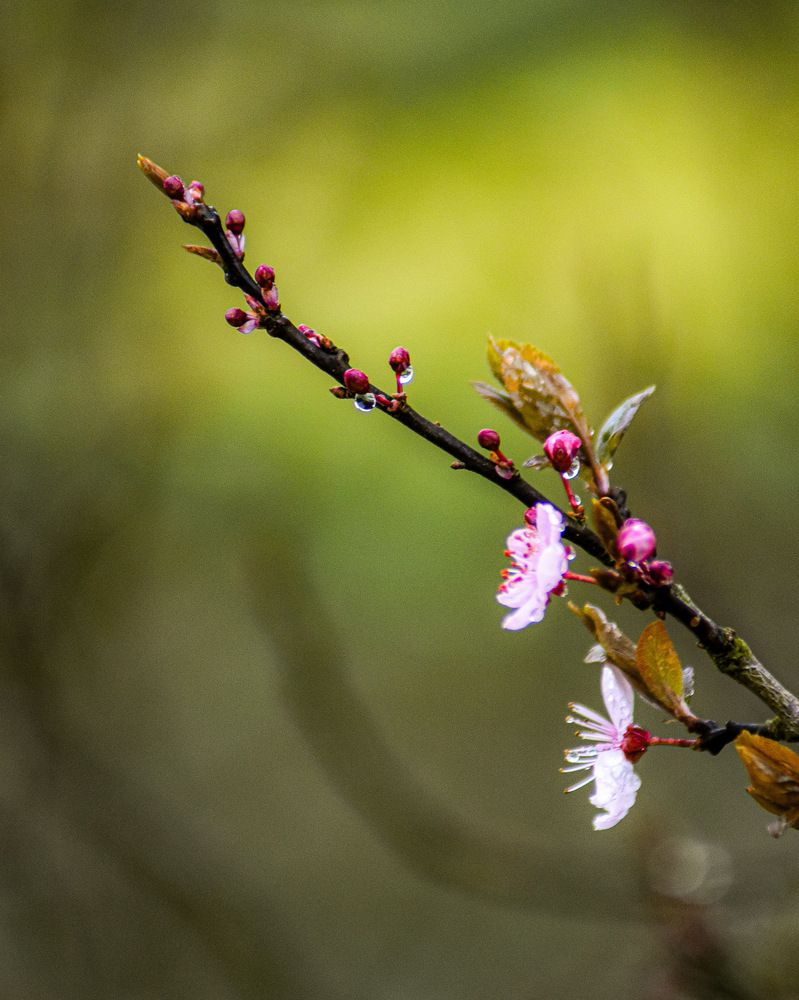 Photograph by Аlina BRAZIUL