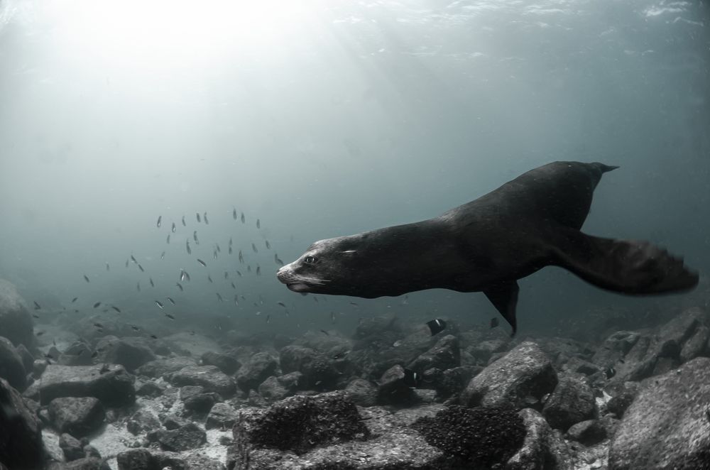 Photograph by ANTONIO RUVER BANDEIRA