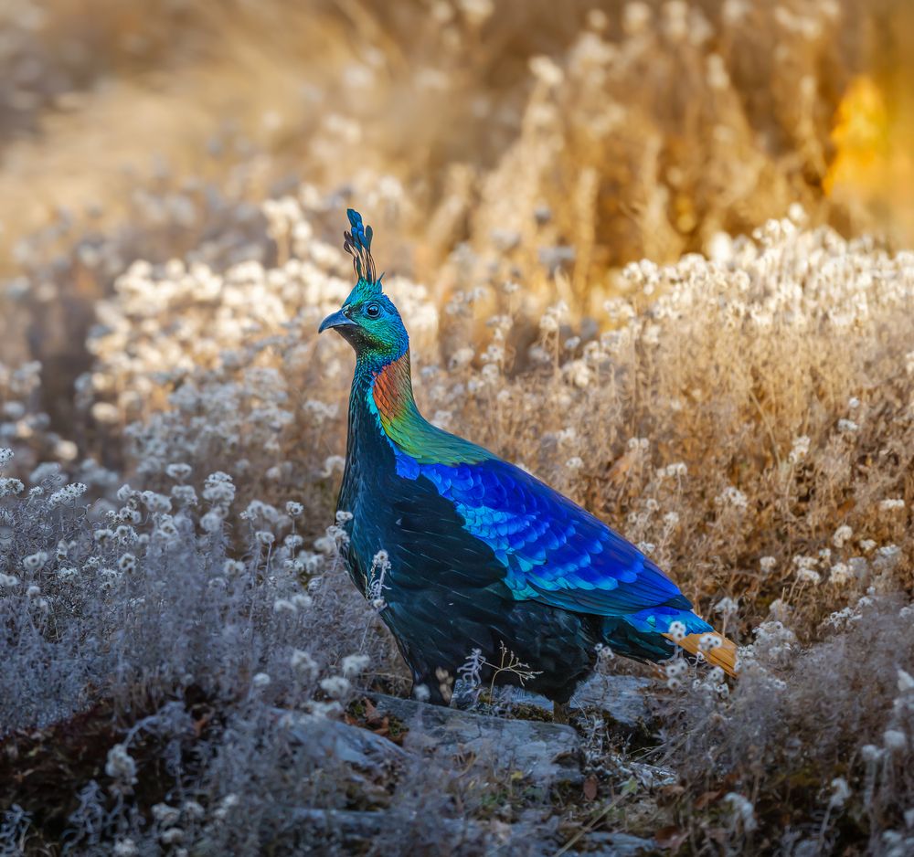 Фотография автора Suneer Mohamed