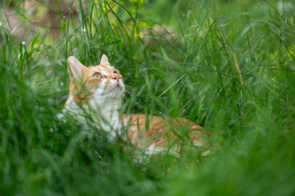 Cat life