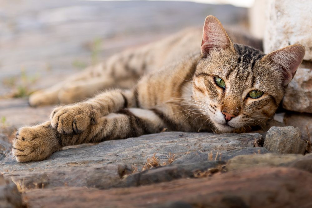 Photograph by Bruno Ribeiro