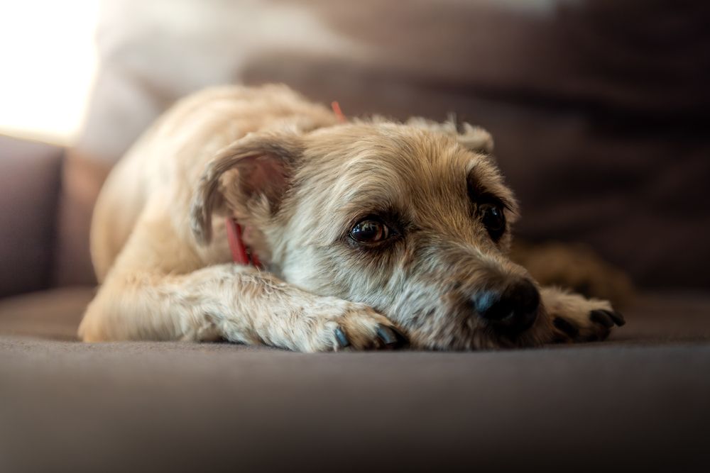 Photograph by Bruno Ribeiro