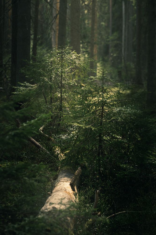 Воскресное утро в лесу