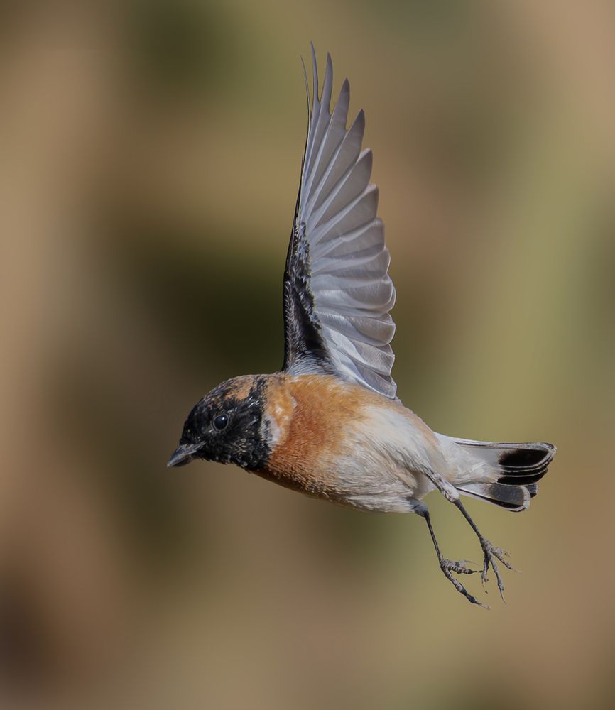 Фотография автора Adel Mahmoud